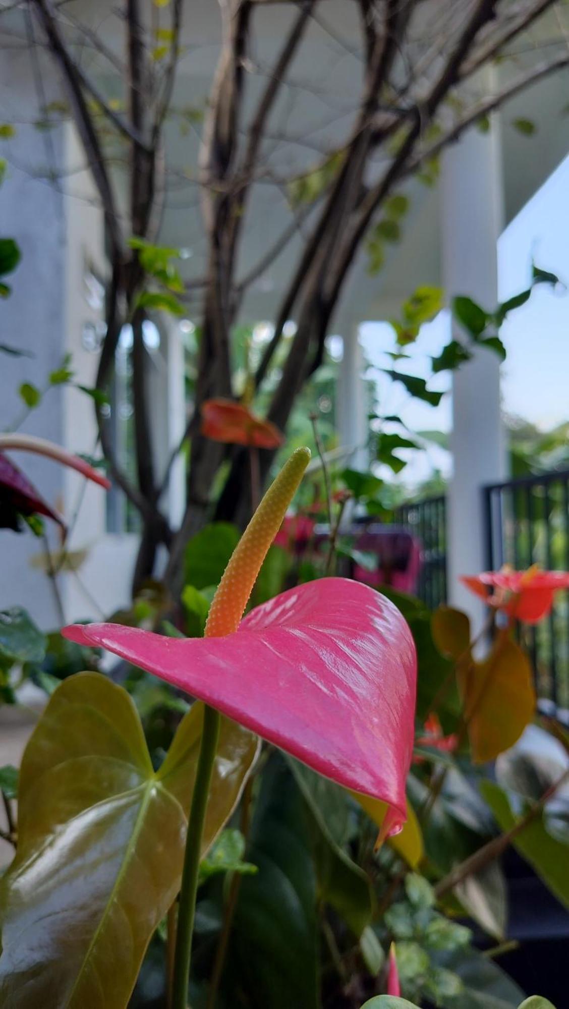 The Bliss Homestay Ella Esterno foto